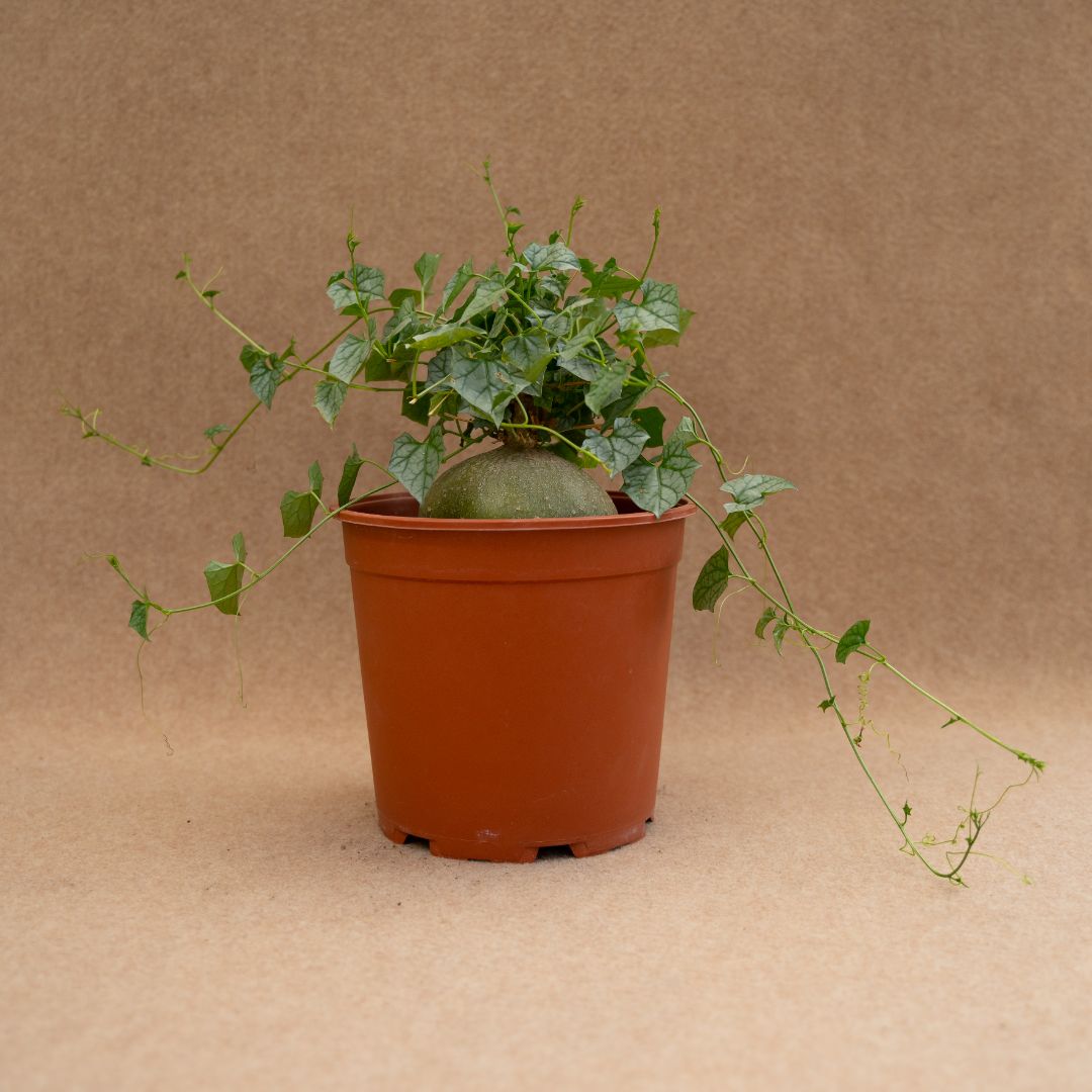 Gerrardanthus lobatus Ø 21 cm