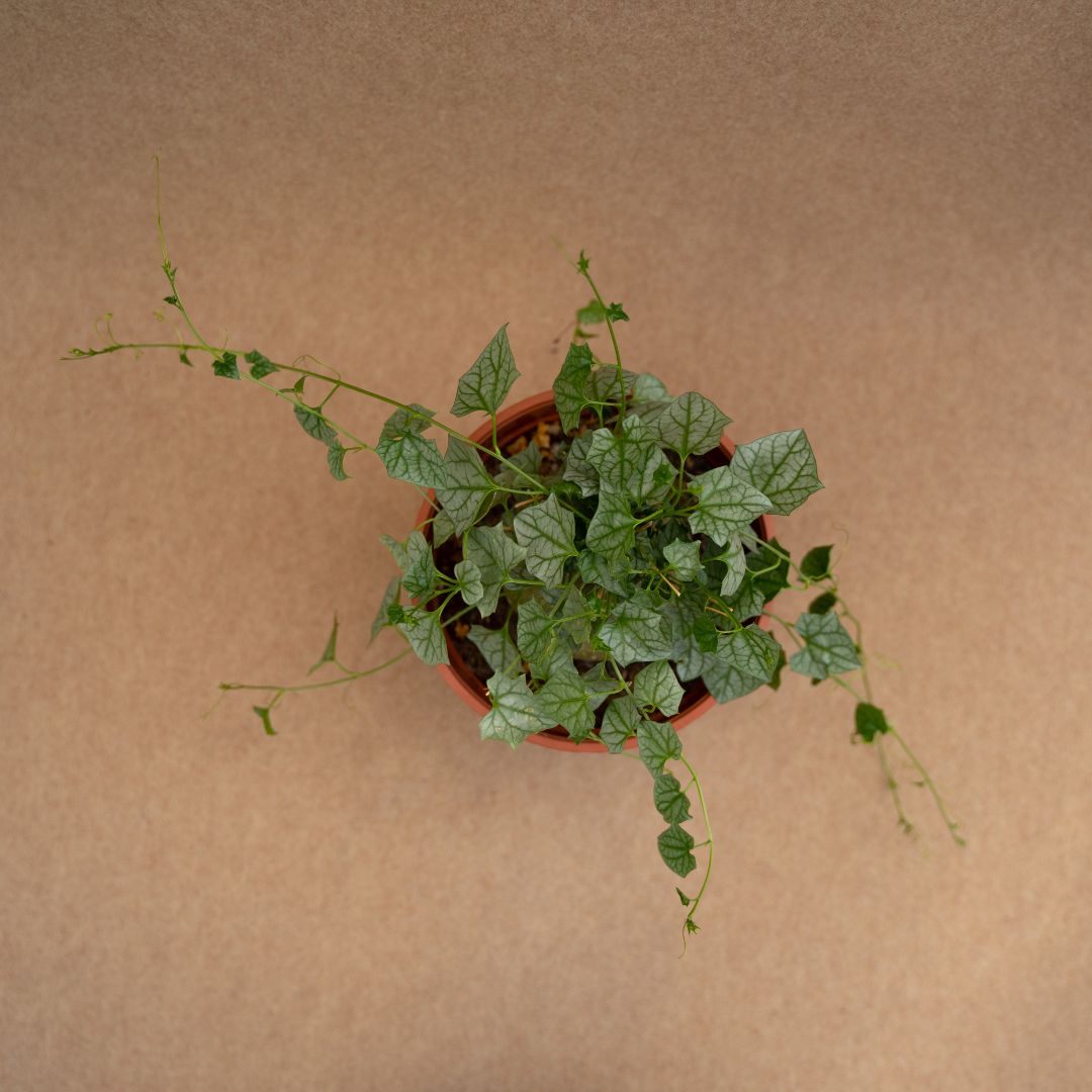 Gerrardanthus lobatus Ø 21 cm