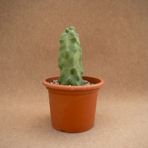 Lophocereus schottii major Mostruoso Ø 18 cm