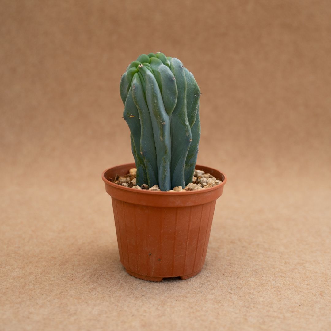 Myrtillocactus geometrizans f. cristata Ø 10 cm
