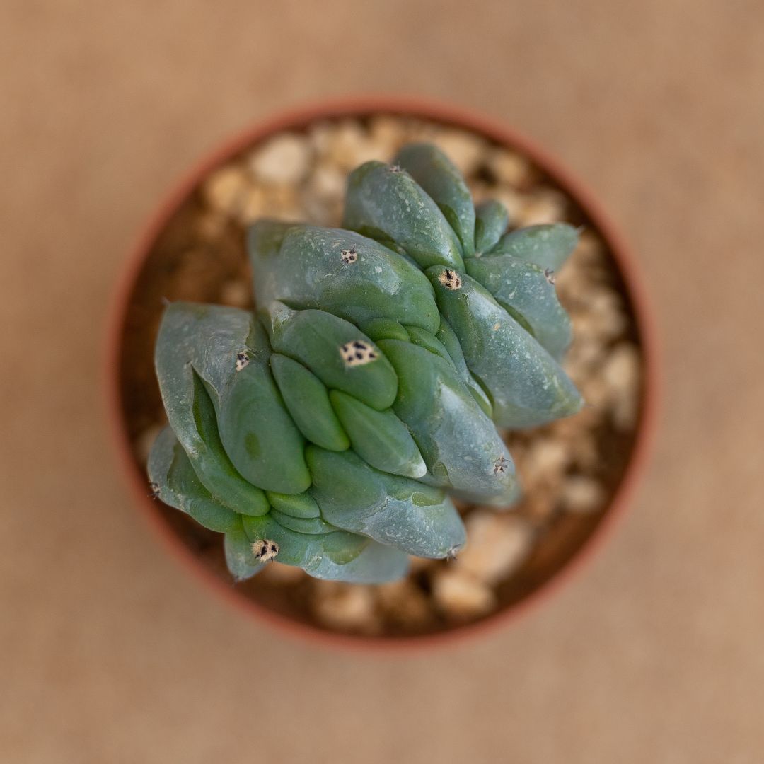 Myrtillocactus geometrizans f. cristata Ø 10 cm - Image 2