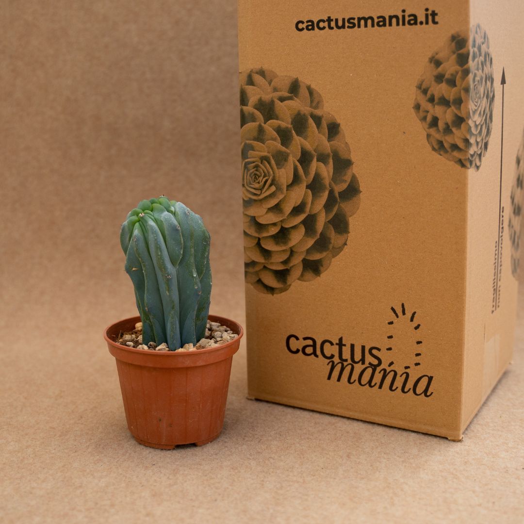 Myrtillocactus geometrizans f. cristata Ø 10 cm - Image 3