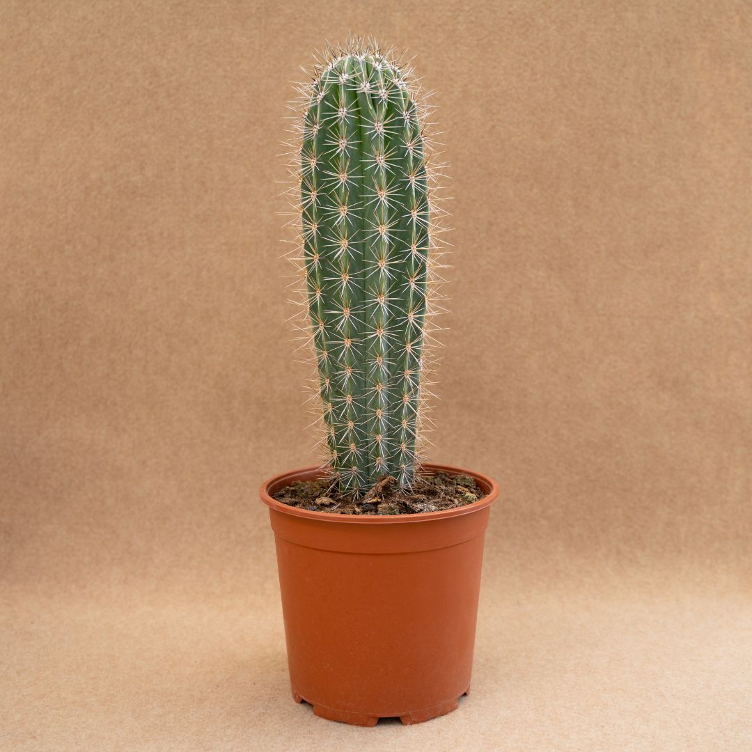 Pachycereus pringlei Ø 21 cm