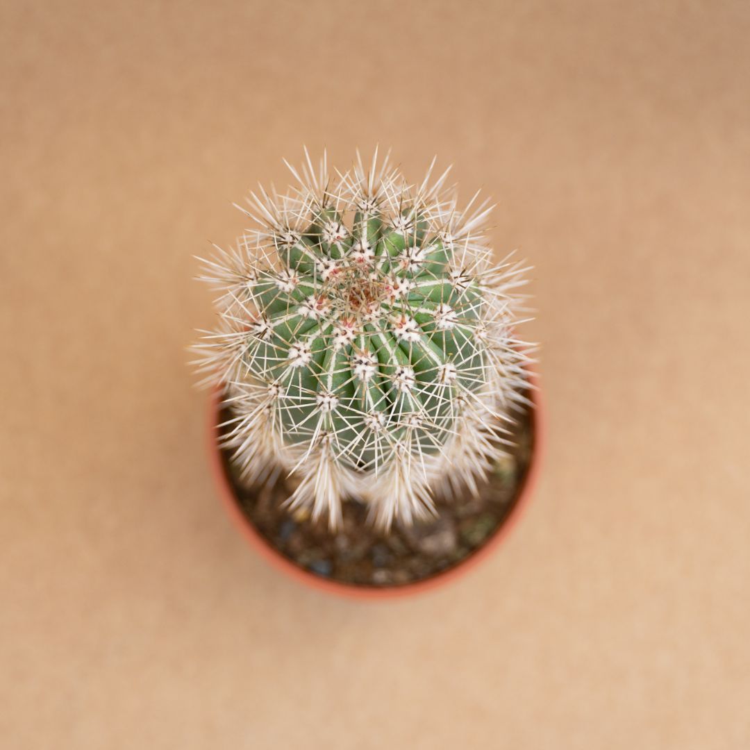 Pachycereus pringlei Ø 21 cm