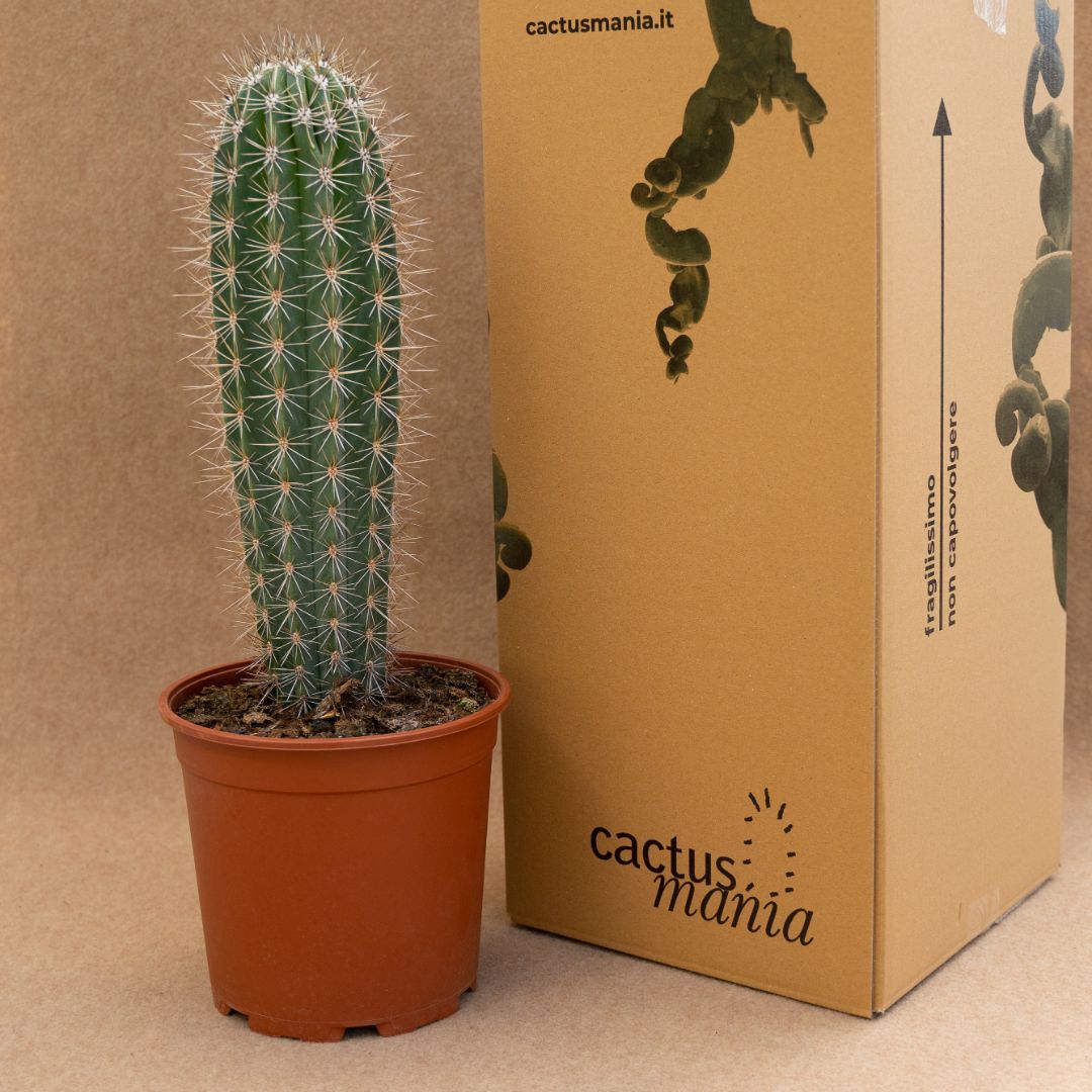 Pachycereus pringlei Ø 21 cm