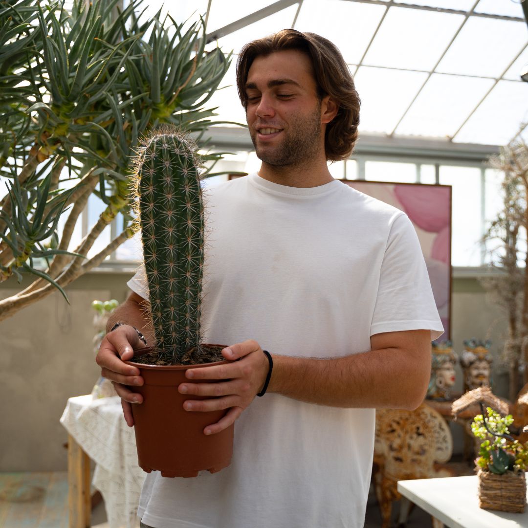 Pachycereus pringlei Ø 21 cm
