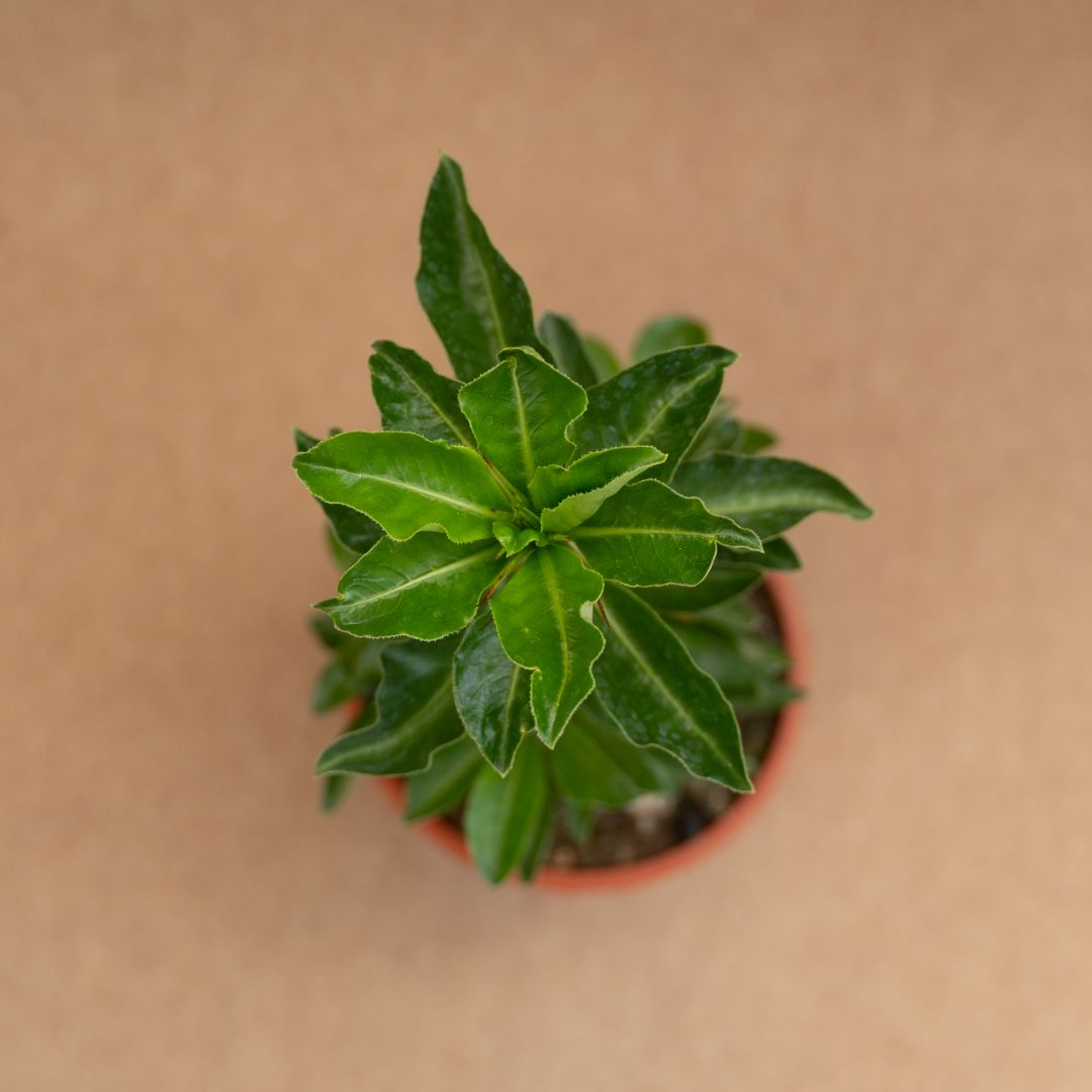Pachypodium saundersii Ø 17 cm