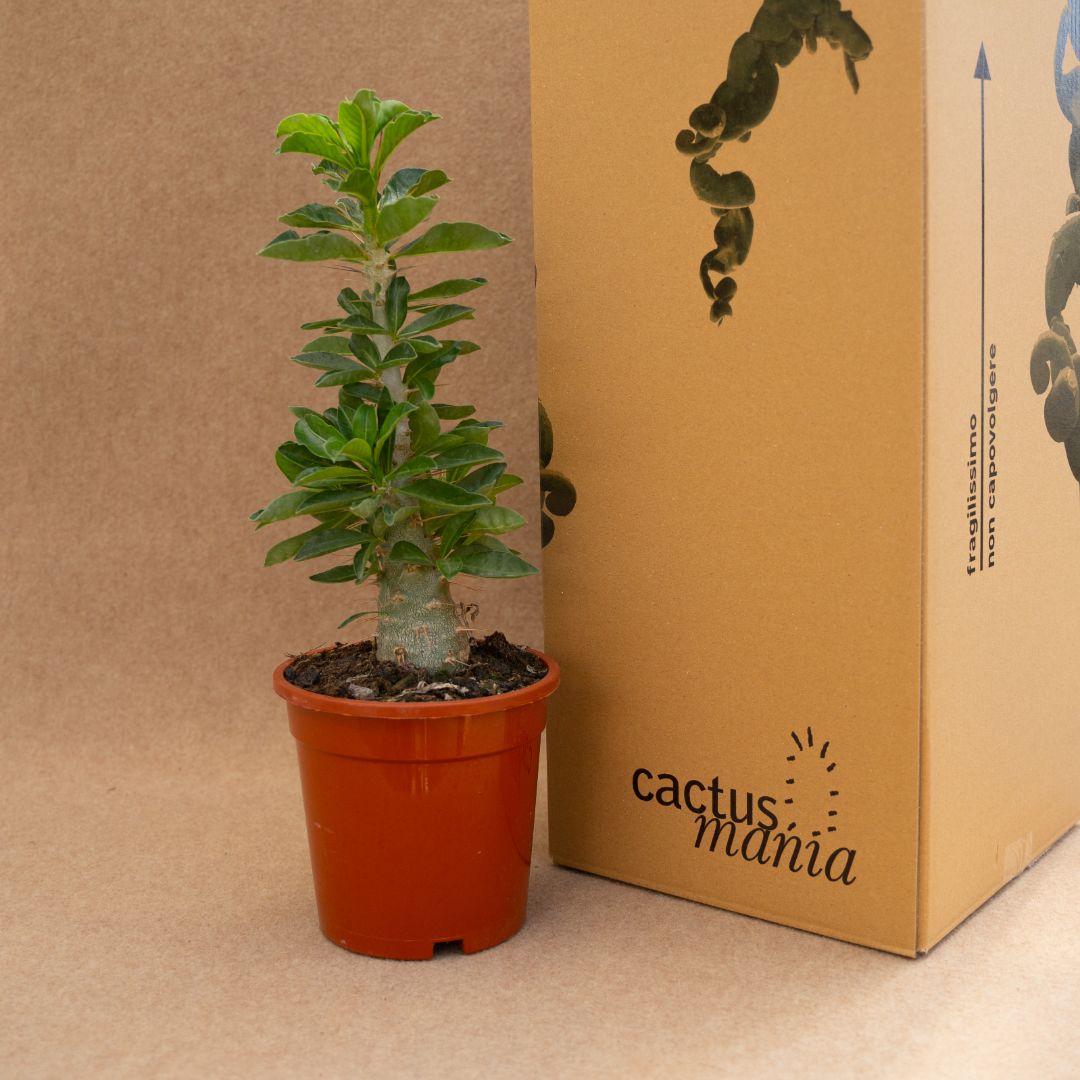 Pachypodium saundersii Ø 17 cm