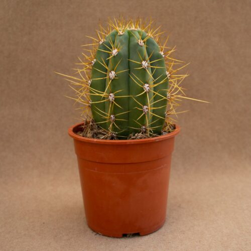 Trichocereus pasacana Ø 21 cm