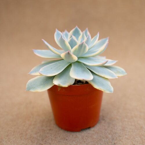 Echeveria subsessilis variegata Ø 8,5 cm