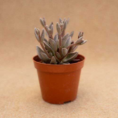 Lenophyllum guttatum variegated Ø 7,5 cm