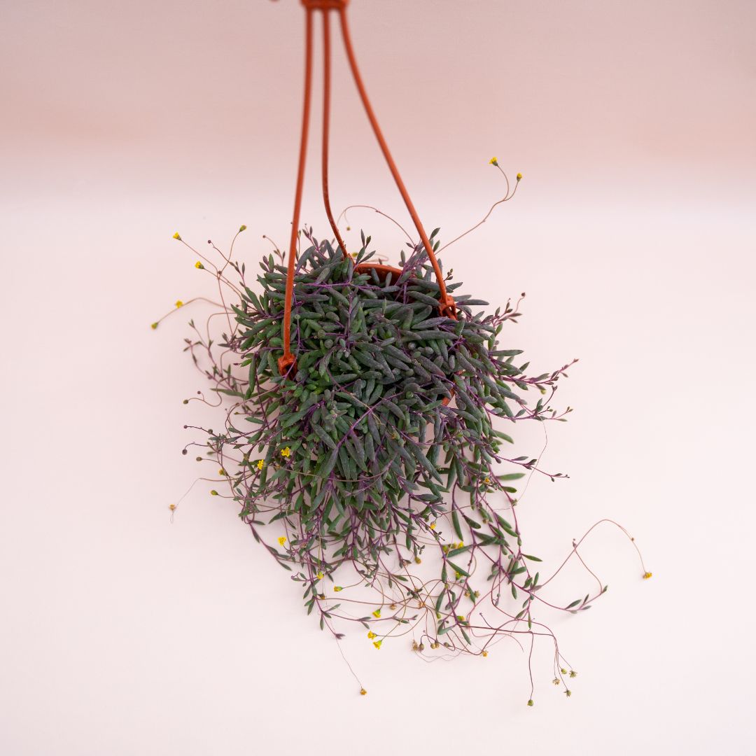 Senecio herreianus 'Purple Flush' Ø 14 cm