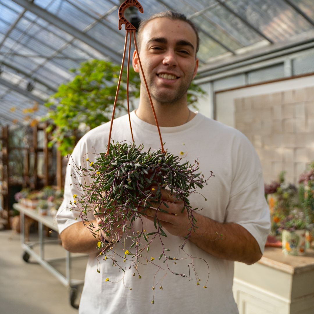 Senecio herreianus 'Purple Flush' Ø 14 cm