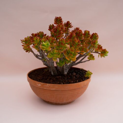 Crassula portulacea minor Ø 30 cm