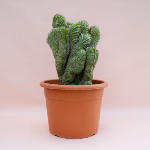 Polaskia chichipe f. cristata Ø 30 cm