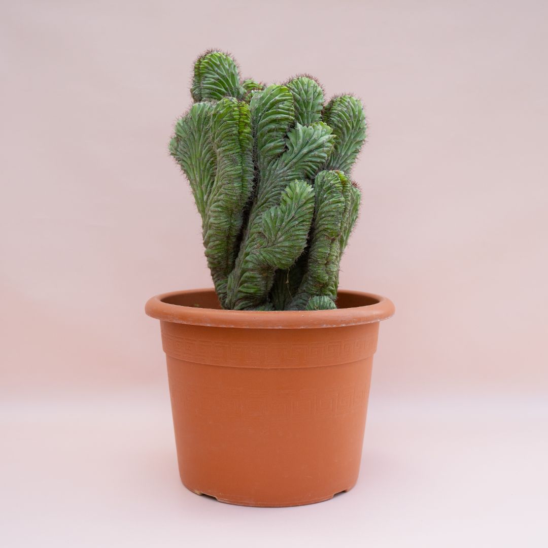 Polaskia chichipe f. cristata 441F | Rare plants