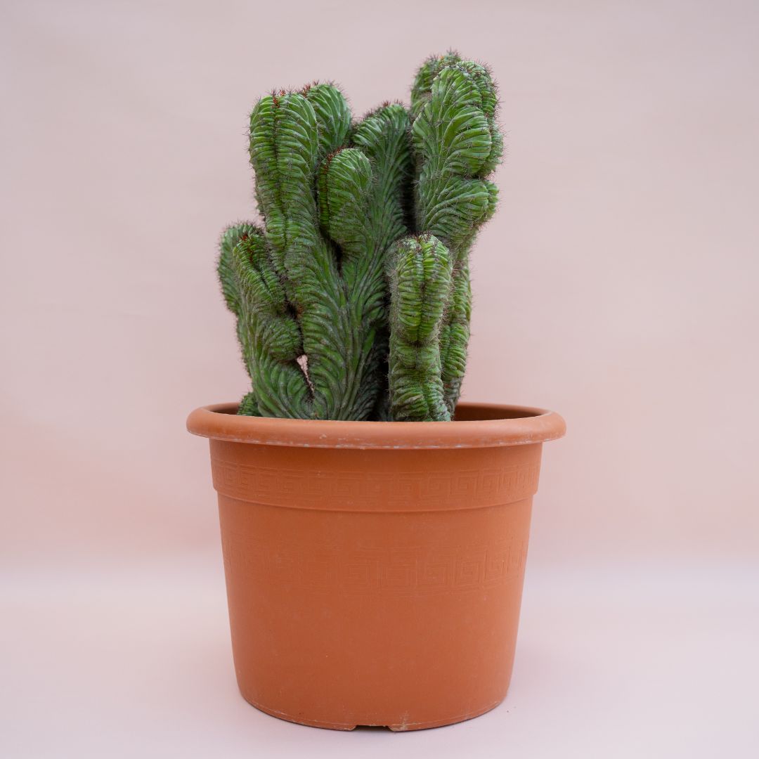 Polaskia chichipe f. cristata Ø 30 cm - Image 2