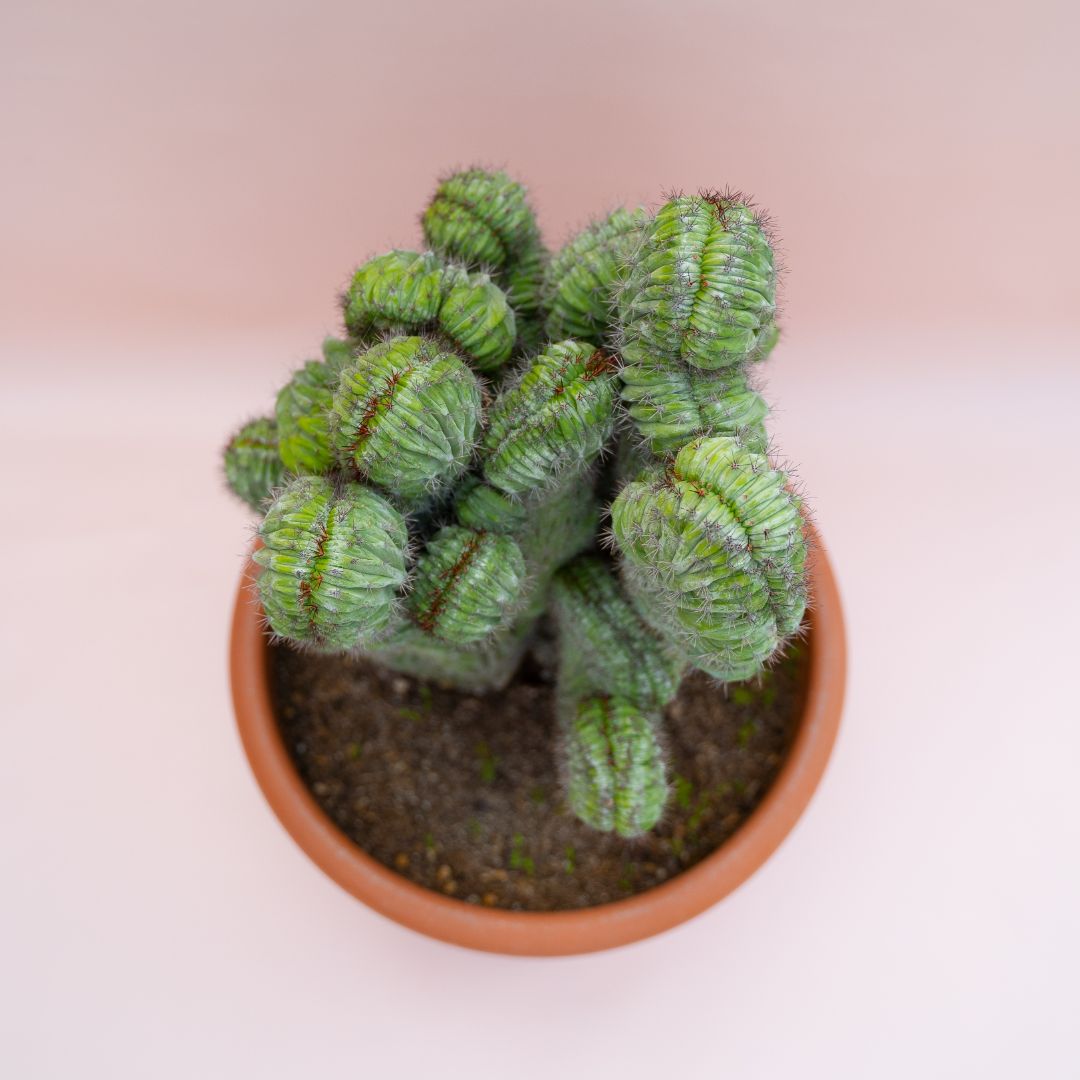 Polaskia chichipe f. cristata Ø 30 cm - Image 3