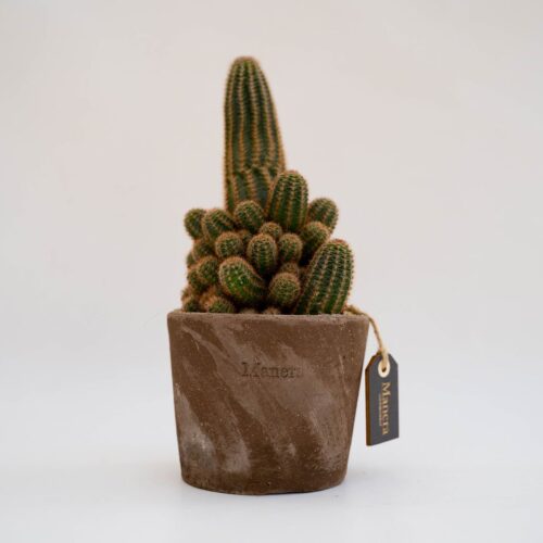 Chamaelobivia hybrid - Linea Manera Choco