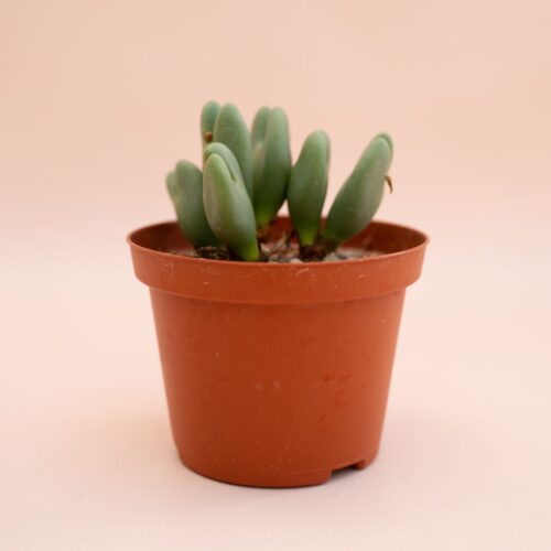 Conophytum bilobum Ø 10,5 cm