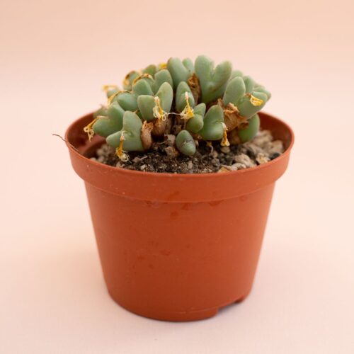 Conophytum bilobum sub. gracilistylus Ø 10,5 cm