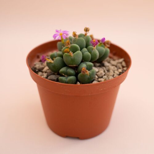 Conophytum cordatum Ø 10,5 cm