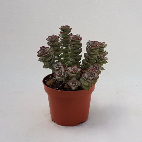 Crassula perfossa Ø 13 cm