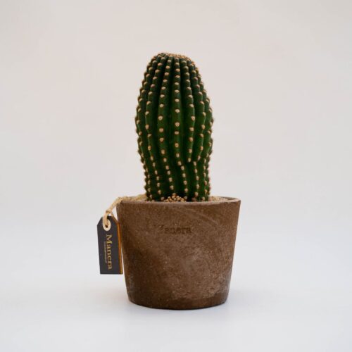 Echinopsis x pasacana - Linea Manera Choco
