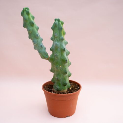 Myrtillocactus geometrizans fukurokuryuzinboku Ø 18 cm