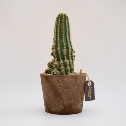 Trichocereus huascha - Linea Manera Choco
