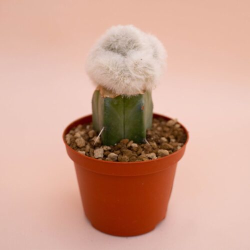 Echinocereus viridiflorus v. canus Ø 10,5 cm