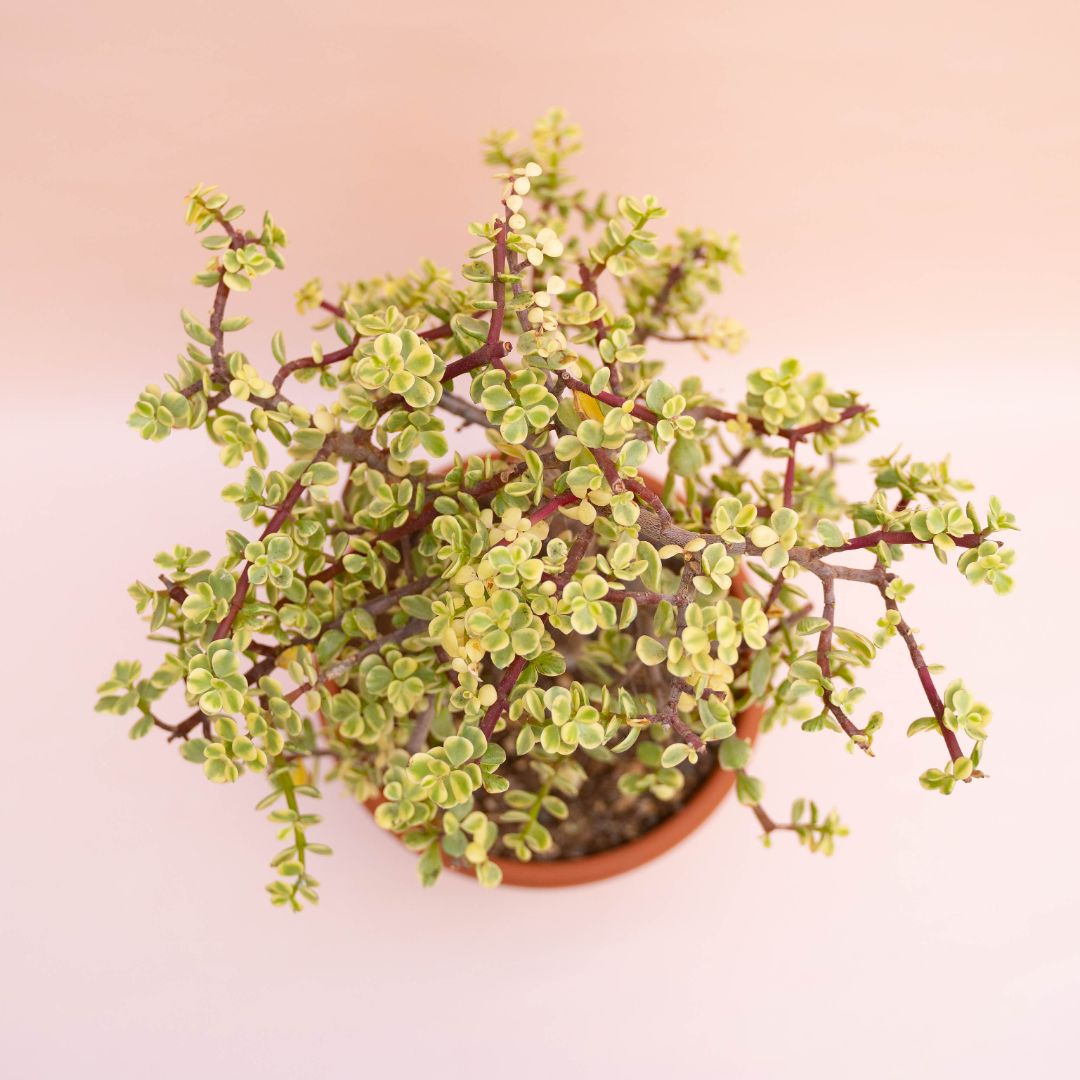 Portulacaria afra variegata 633F | CactusMania