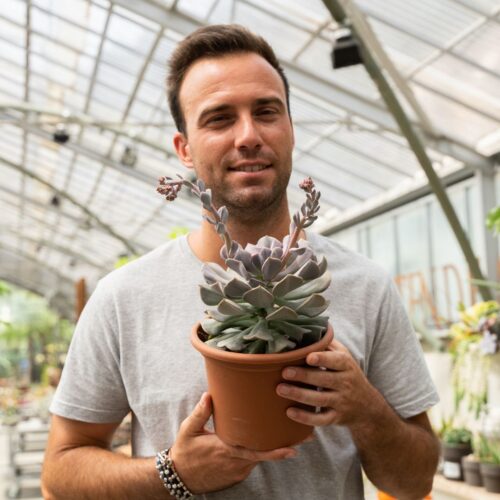Echeveria Cubic Frost Ø 18 cm 1315