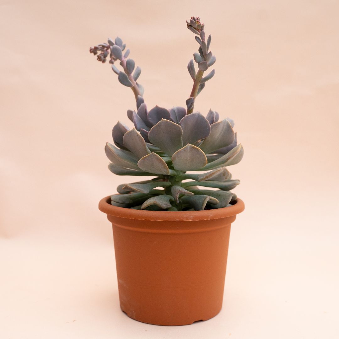 Echeveria Cubic Frost Ø 18 cm 1315