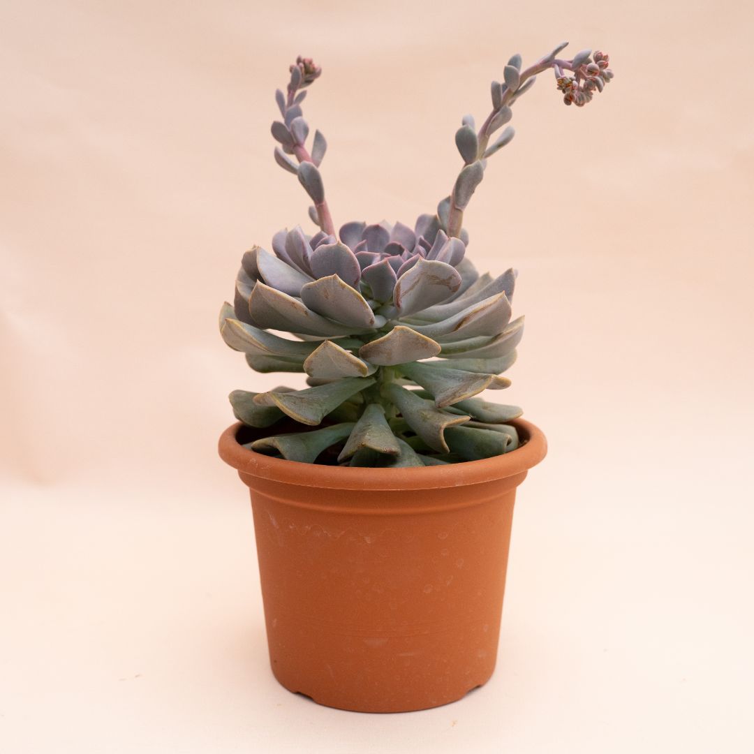Echeveria Cubic Frost Ø 18 cm 1315