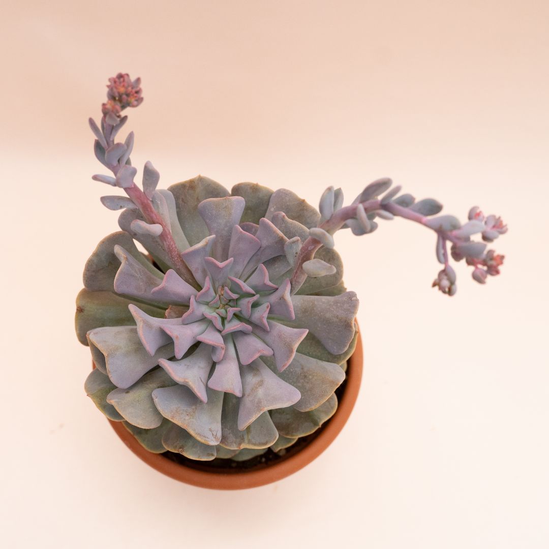 Echeveria Cubic Frost Ø 18 cm 1315