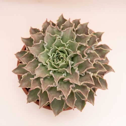 Echeveria Madiba Ø 30 cm 1314
