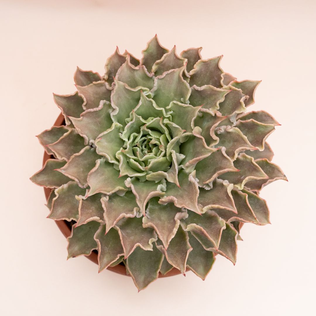 Echeveria Madiba Ø 30 cm 1314