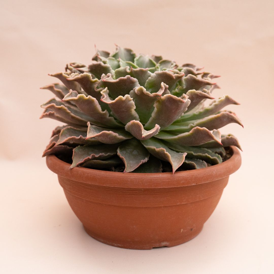 Echeveria Madiba Ø 30 cm 1314