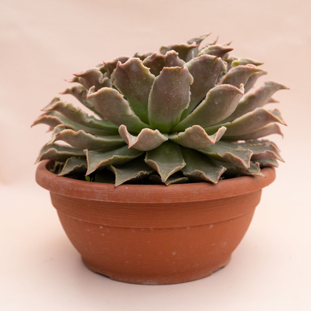 Echeveria Madiba Ø 30 cm 1314