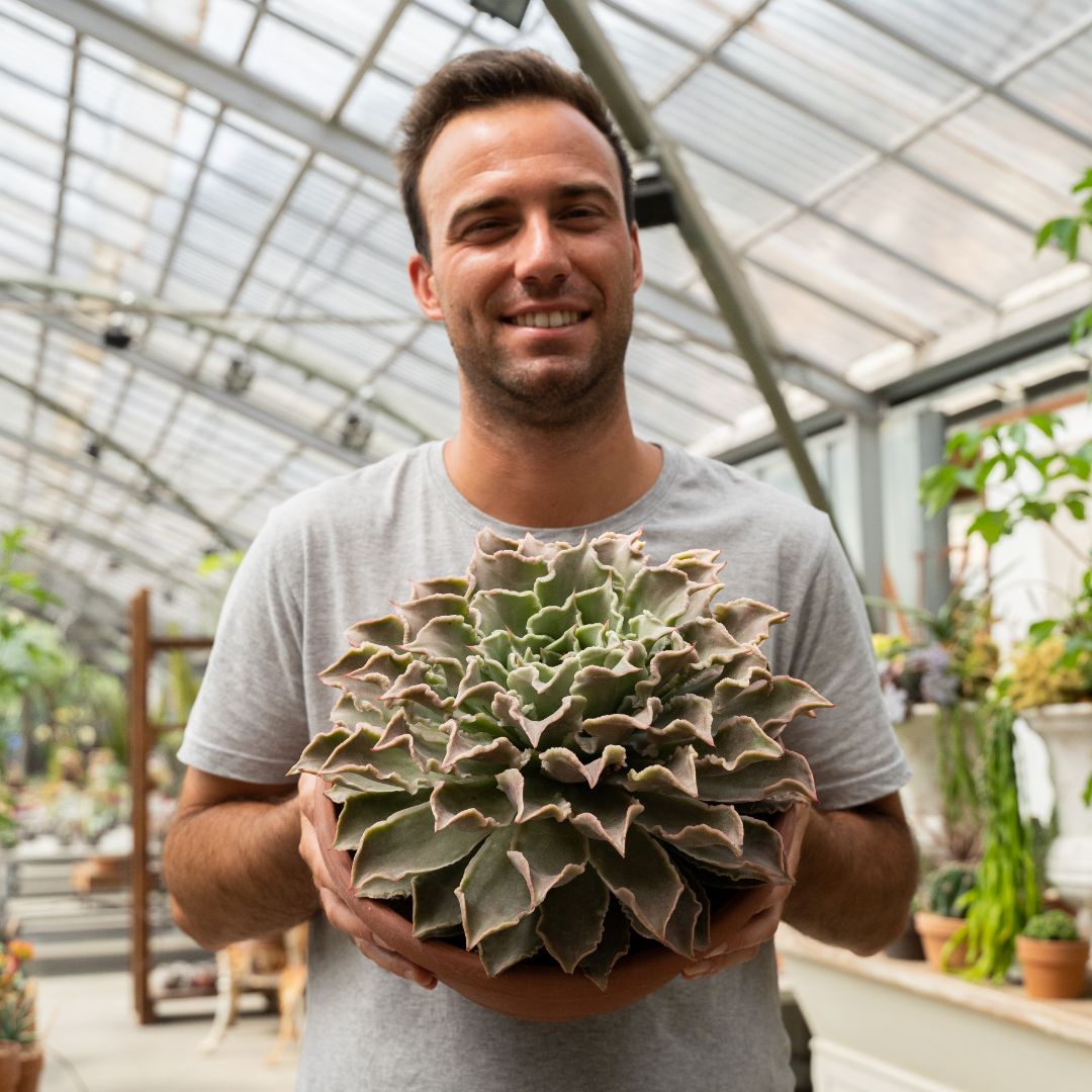 Echeveria Madiba Ø 30 cm 1314