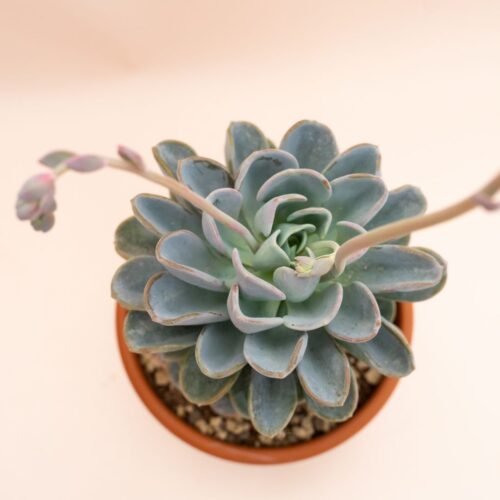 Echeveria Orpet Ø 18 cm 1316