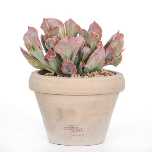 Echeveria 'Trumpet Pinky' Ø 14
