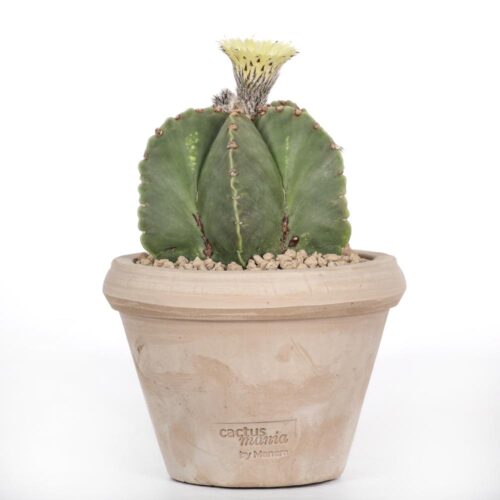 Astrophytum myriostigma nudum Ø 14