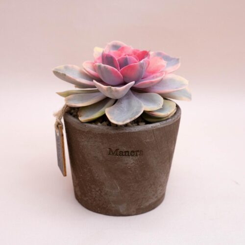 Echeveria Perle von Nürnberg Rainbow