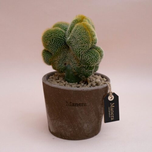 Notocactus leninghausii crestato innestato - Linea Manera