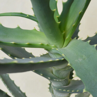 Aloe arborescens
