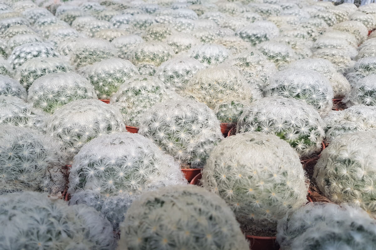 Mammillaria plumosa