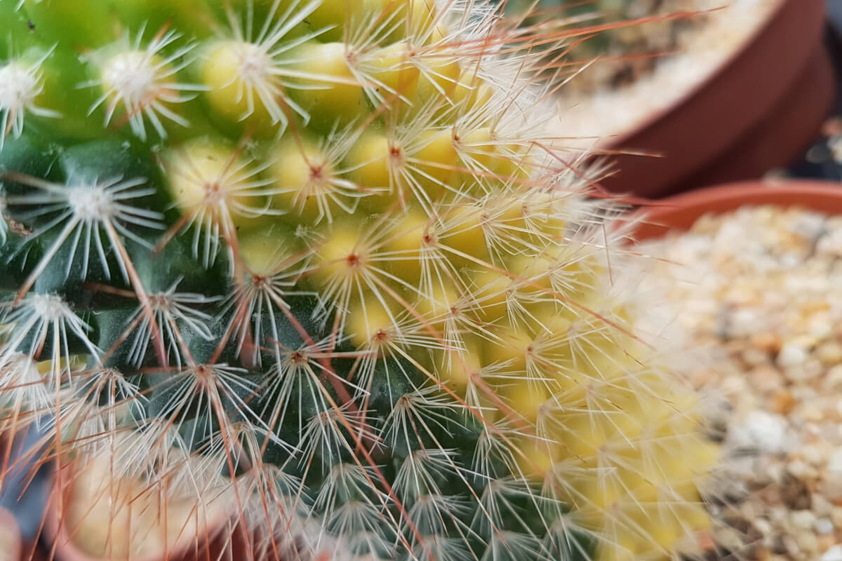 Mammillaria spinosissima variegata