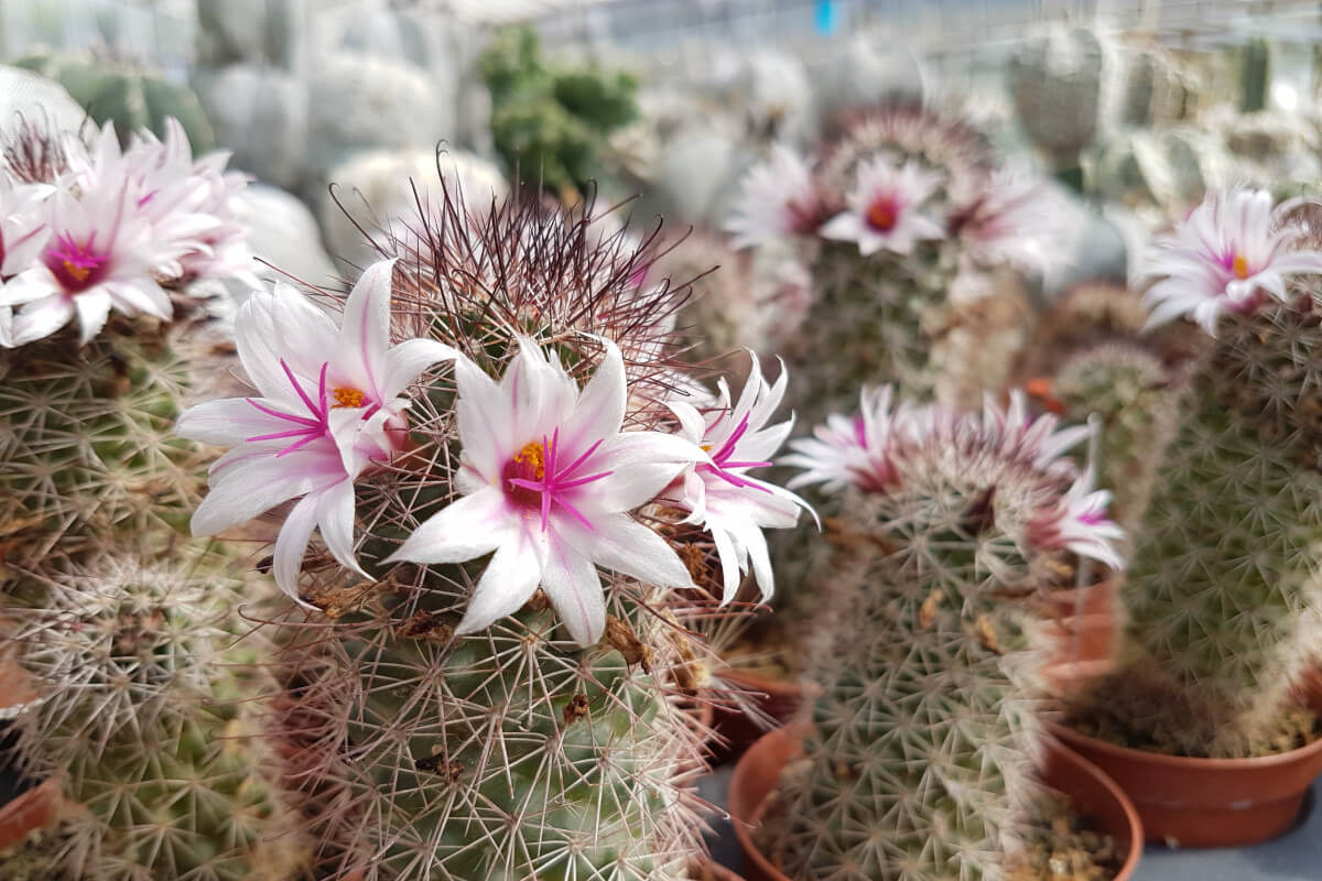Mammillaria fiorite